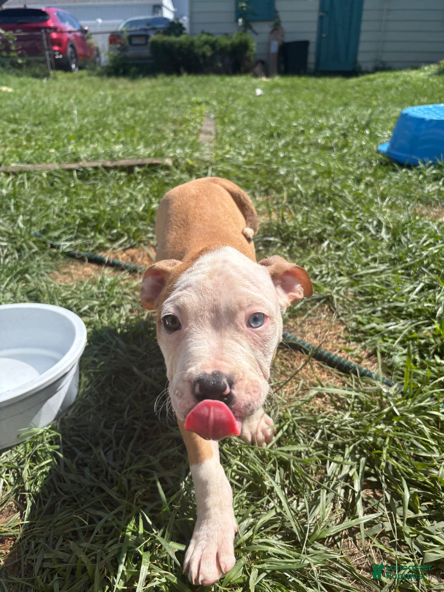 Mixed Breed dogs for sale: Jefe - Male - Ad 4