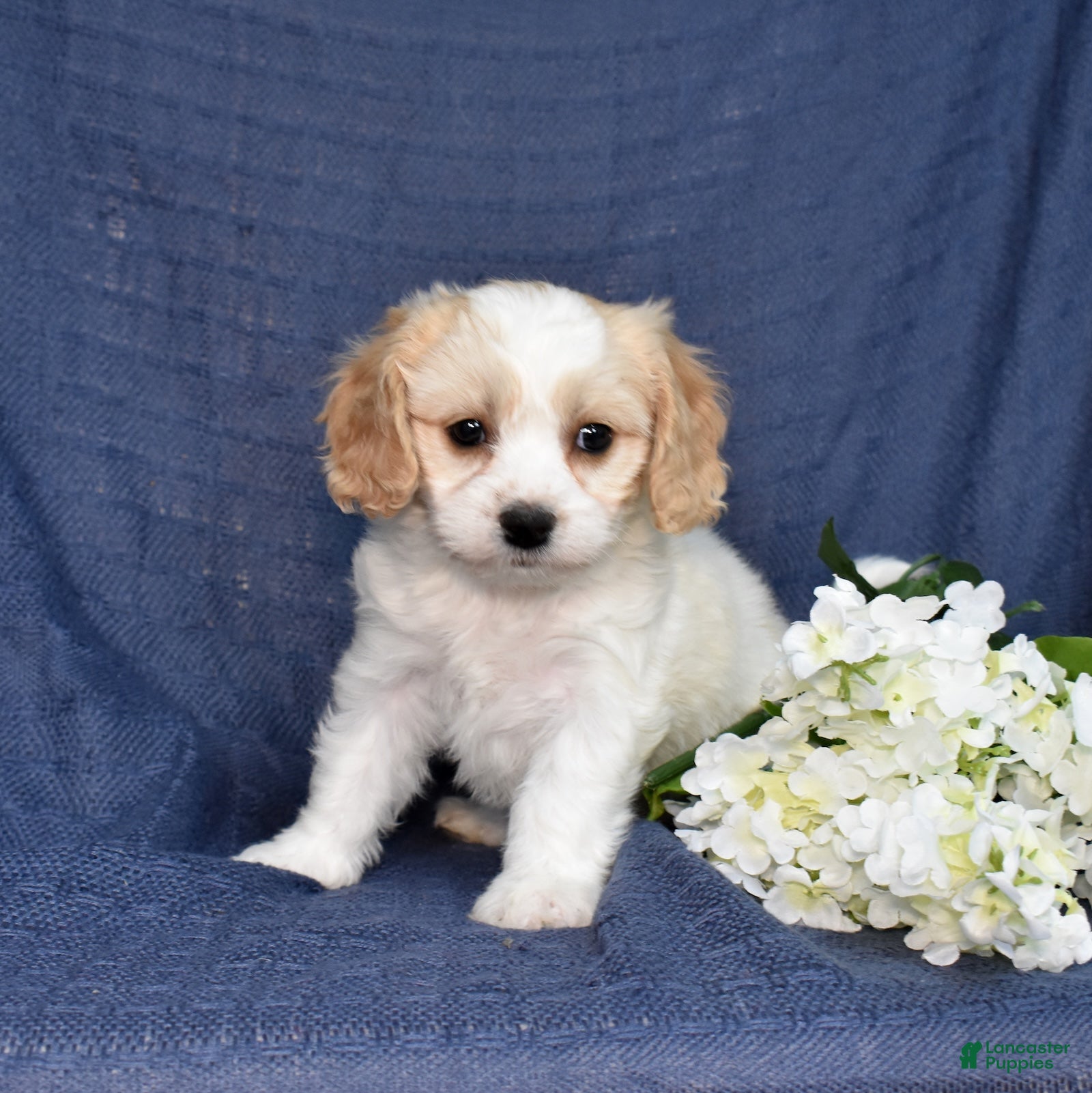 Cavachon dogs Daisy - Ad 2