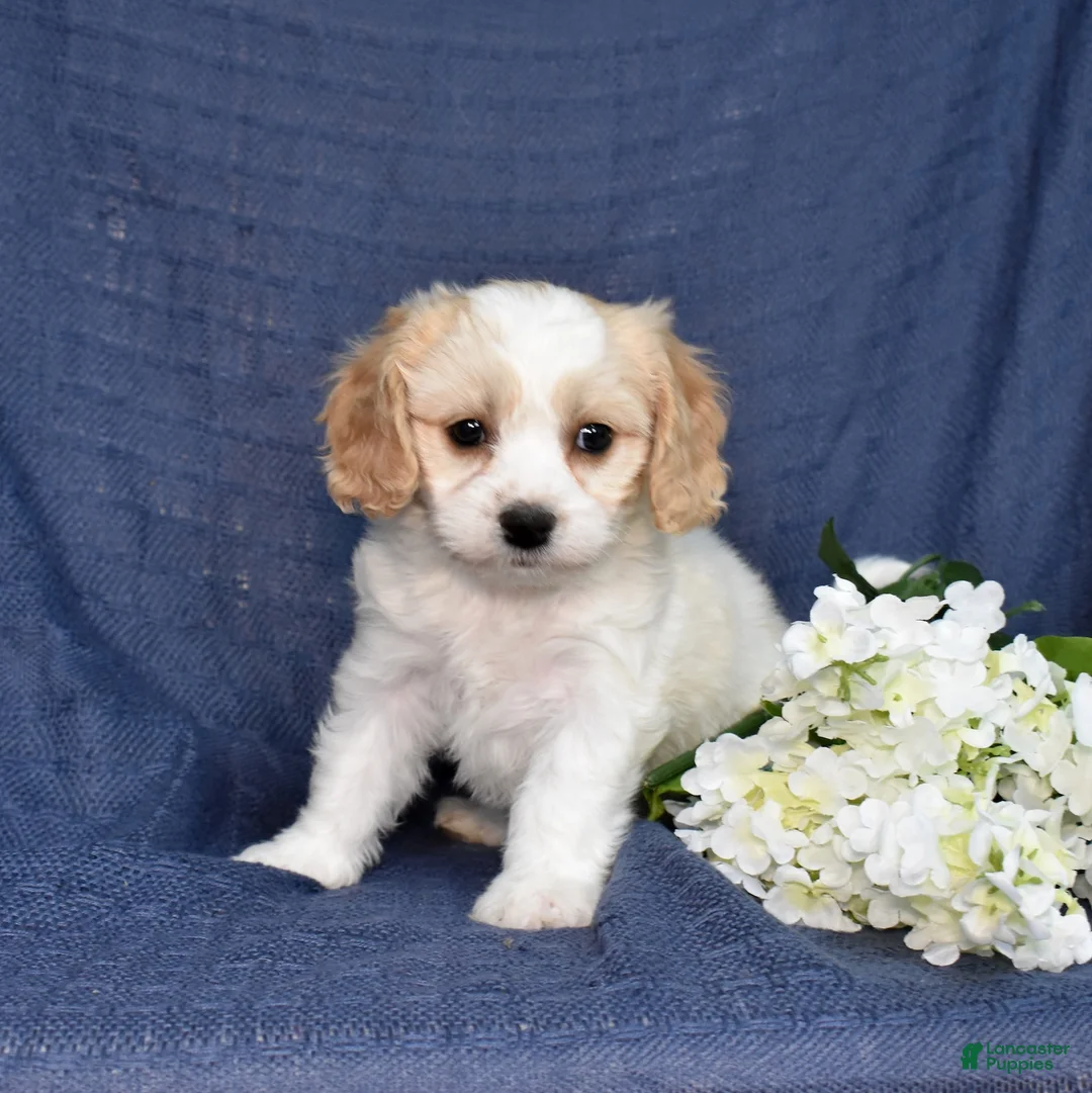 Cavachon dogs for sale: Daisy - Ad 2