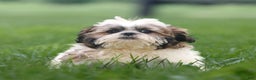 Shih Tzu dogs for sale: Cash - Ad 7
