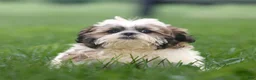 Shih Tzu dogs for sale: Cash - Ad 7