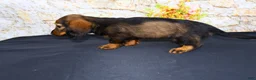 Miniature Dachshund dogs for sale: Wendy - Ad 12