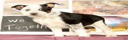 Mixed Breed dogs for sale: Tonya - Ad 1