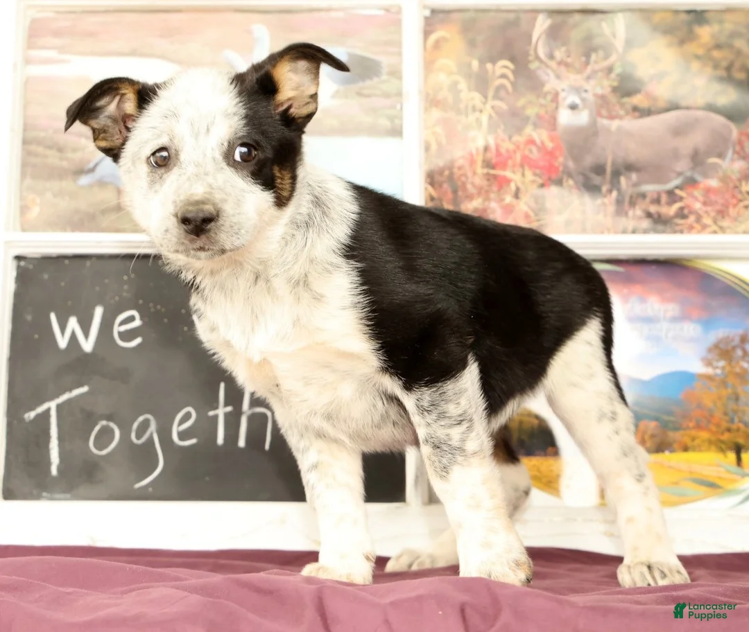 Mixed Breed dogs for sale: Tonya - Ad 1