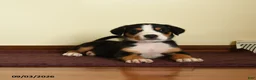Greater Swiss Mountain Dog dogs for sale: Joshua - Ad 3