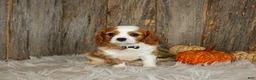 Cavalier King Charles Spaniel dogs for sale: Ryan - Ad 5