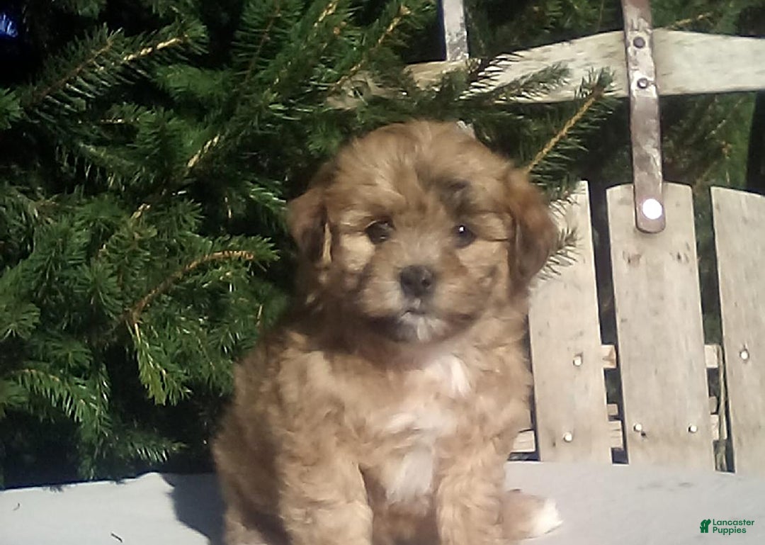 Gallery Image {{count}}