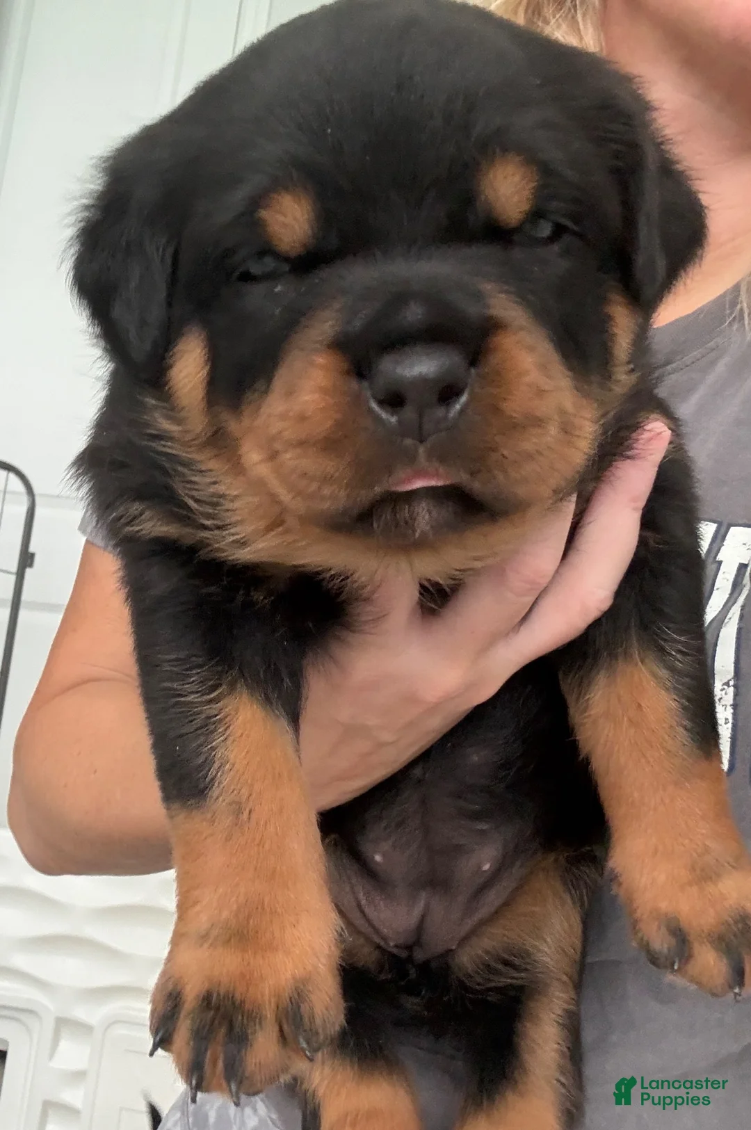 Rottweiler dogs for sale: Belize  - Ad 20