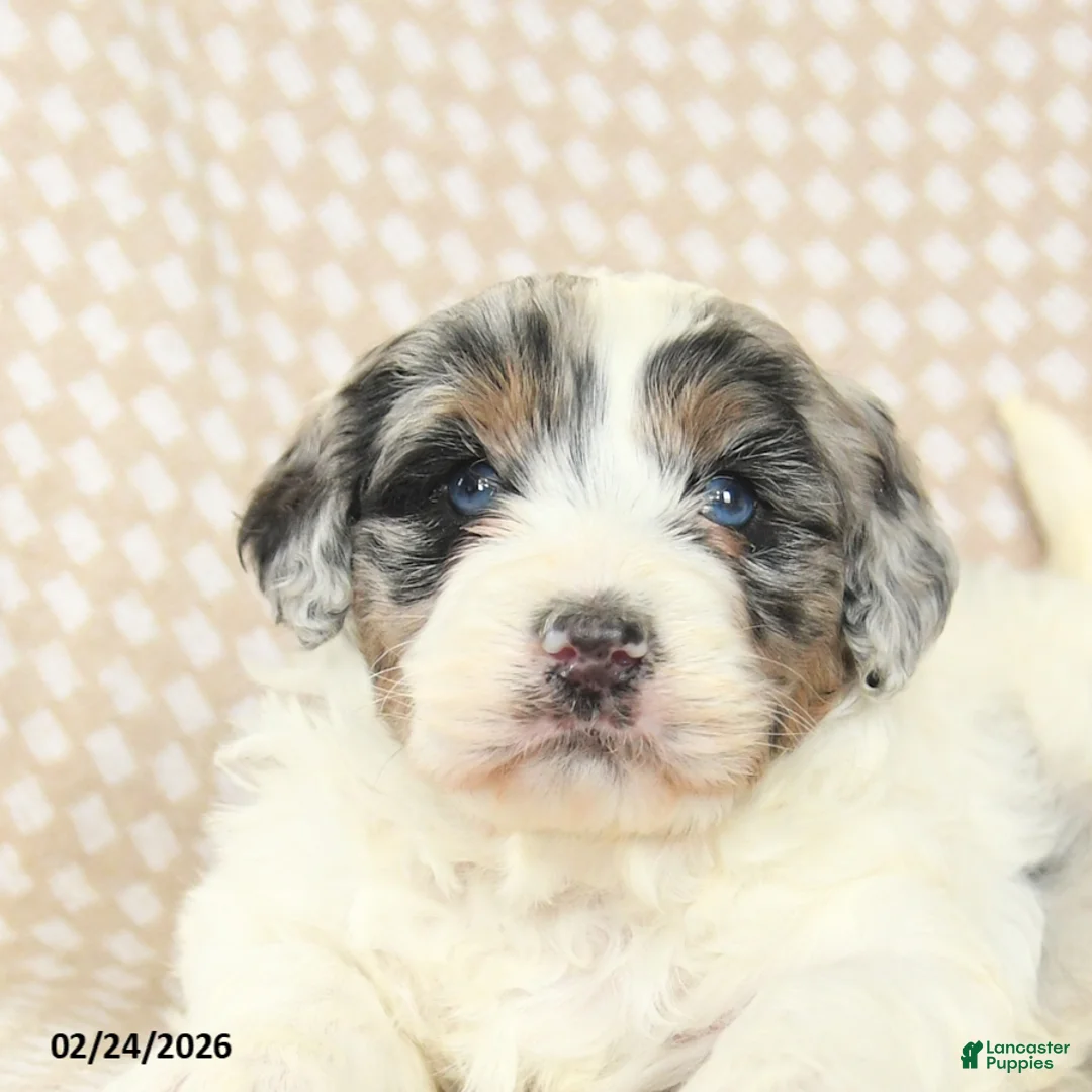 Mini Bernedoodle dogs for sale: Teddy - Ad 4