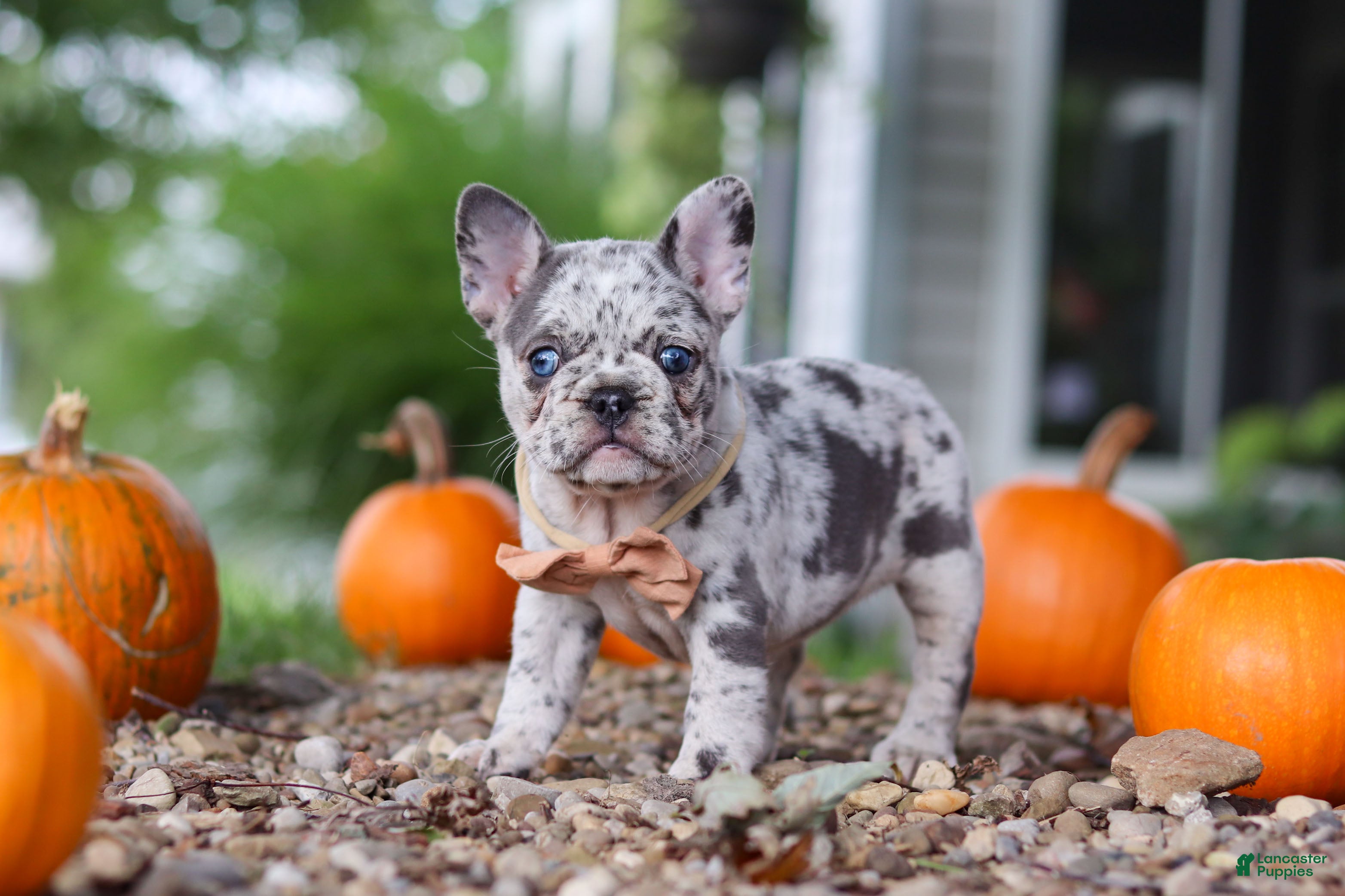 French Bulldog dogs Hope - Ad 1