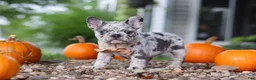 French Bulldog dogs for sale: Hope - Ad 1