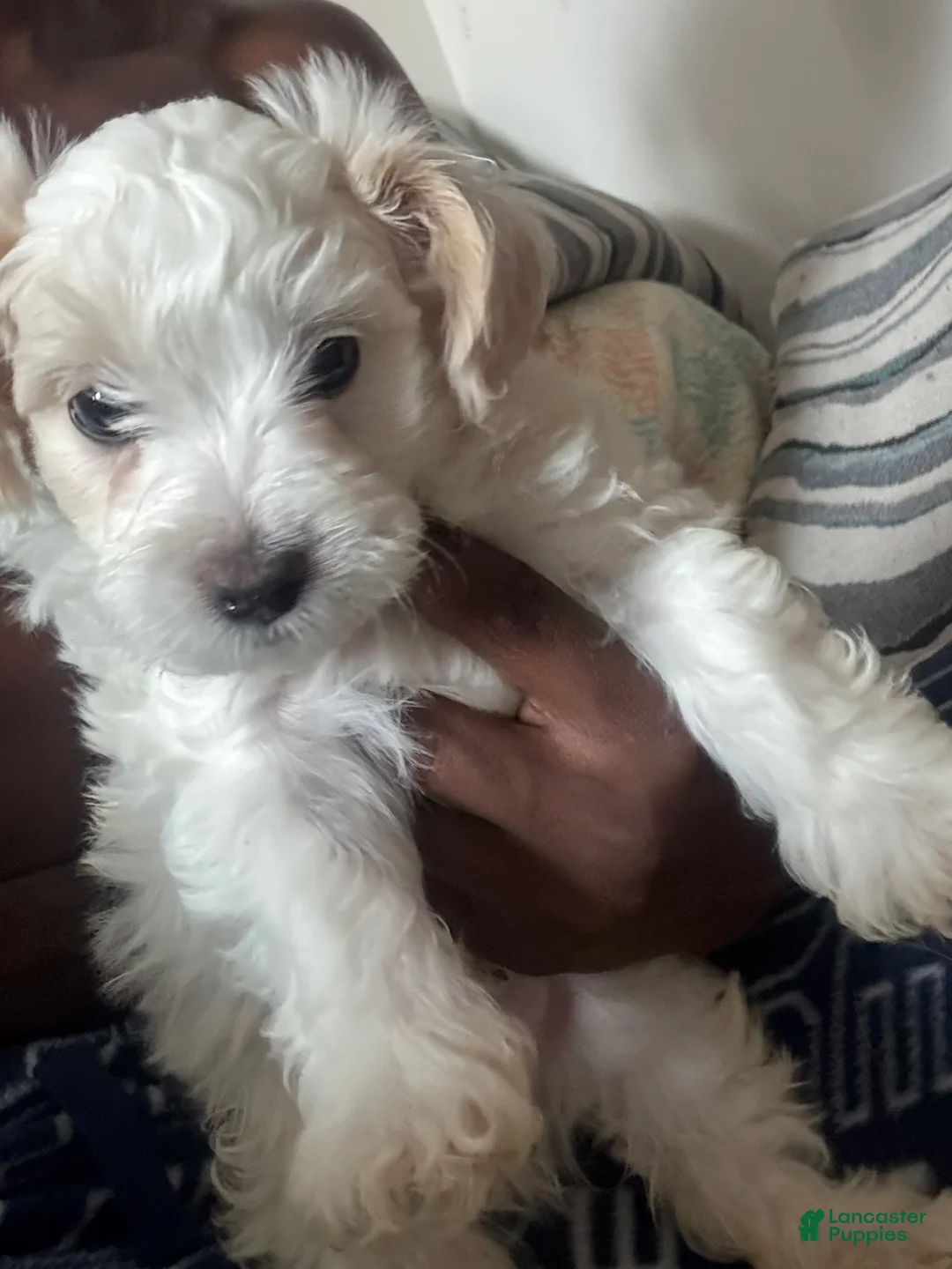 Mixed Breed dogs for sale: Mixed Breed Puppy 4 - Ad 1