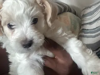 Mixed Breed dogs Mixed Breed Puppy 4 - Ad 41