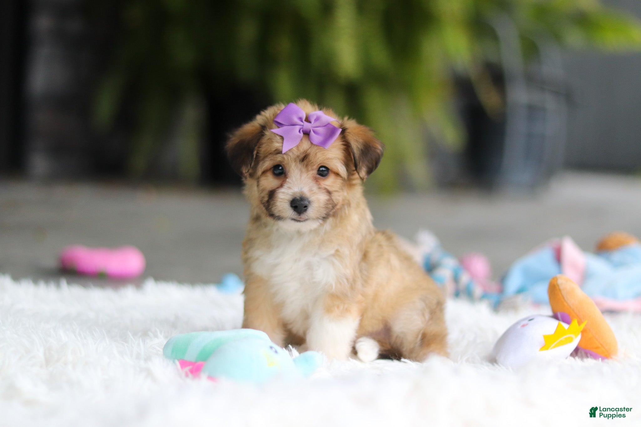 Mixed Breed dogs Bambi - Ad 1