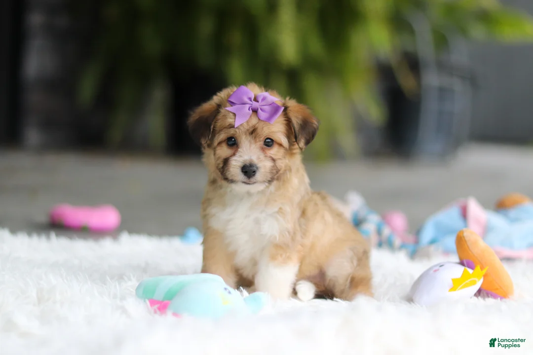 Mixed Breed dogs for sale: Bambi - Ad 1