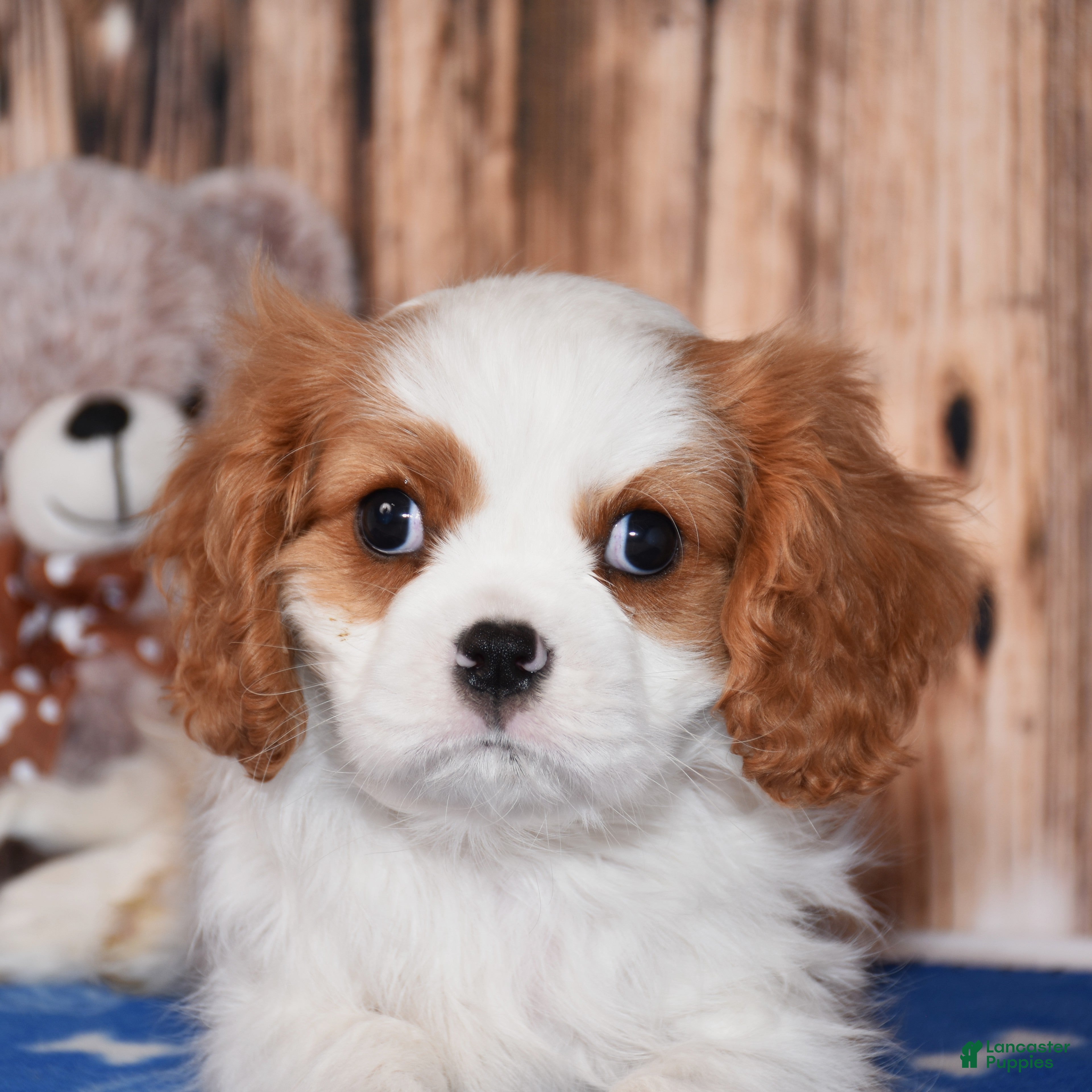 Cavalier King Charles Spaniel dogs Nacho - Ad 2