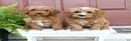 Cavapoo dogs for sale: Cuddles - Ad 5