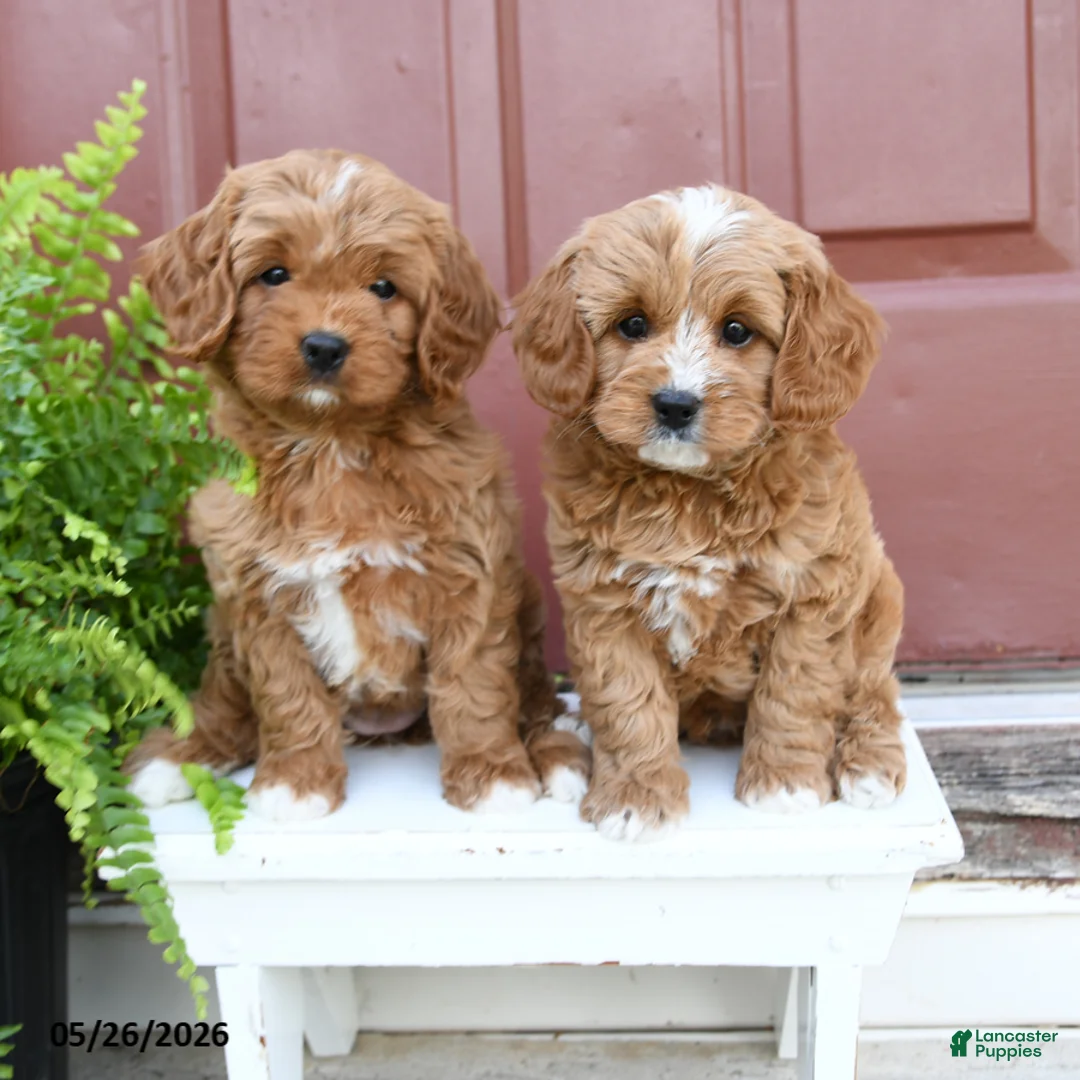 Cavapoo dogs for sale: Cuddles - Ad 5