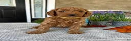 Goldendoodle dogs for sale: Lola - Ad 1
