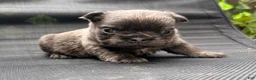 French Bulldog dogs for sale: Stella - Ad 1