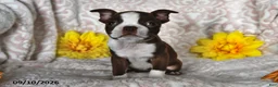 Boston Terrier dogs for sale: Cocoa Fern - Ad 4