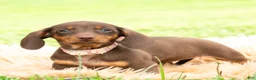 Miniature Dachshund dogs for sale: Latte - Ad 2