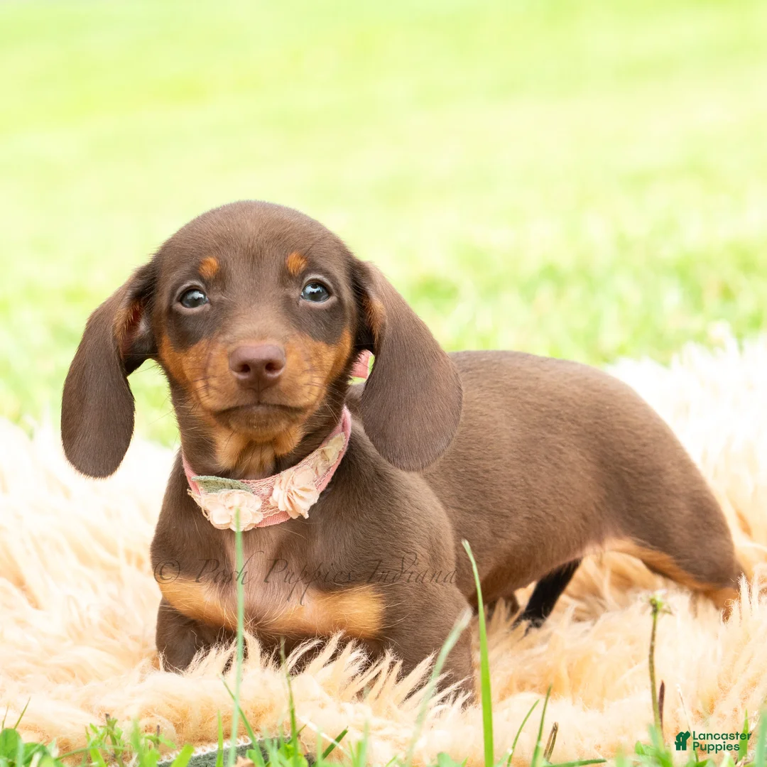 Miniature Dachshund dogs for sale: Latte - Ad 2