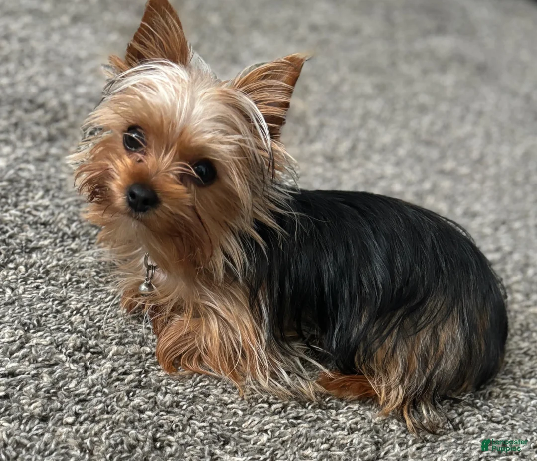 Mixed Breed dogs for sale: Milo  - Ad 3