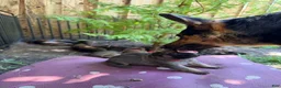 Mixed Breed dogs for sale: Mocha - Ad 22