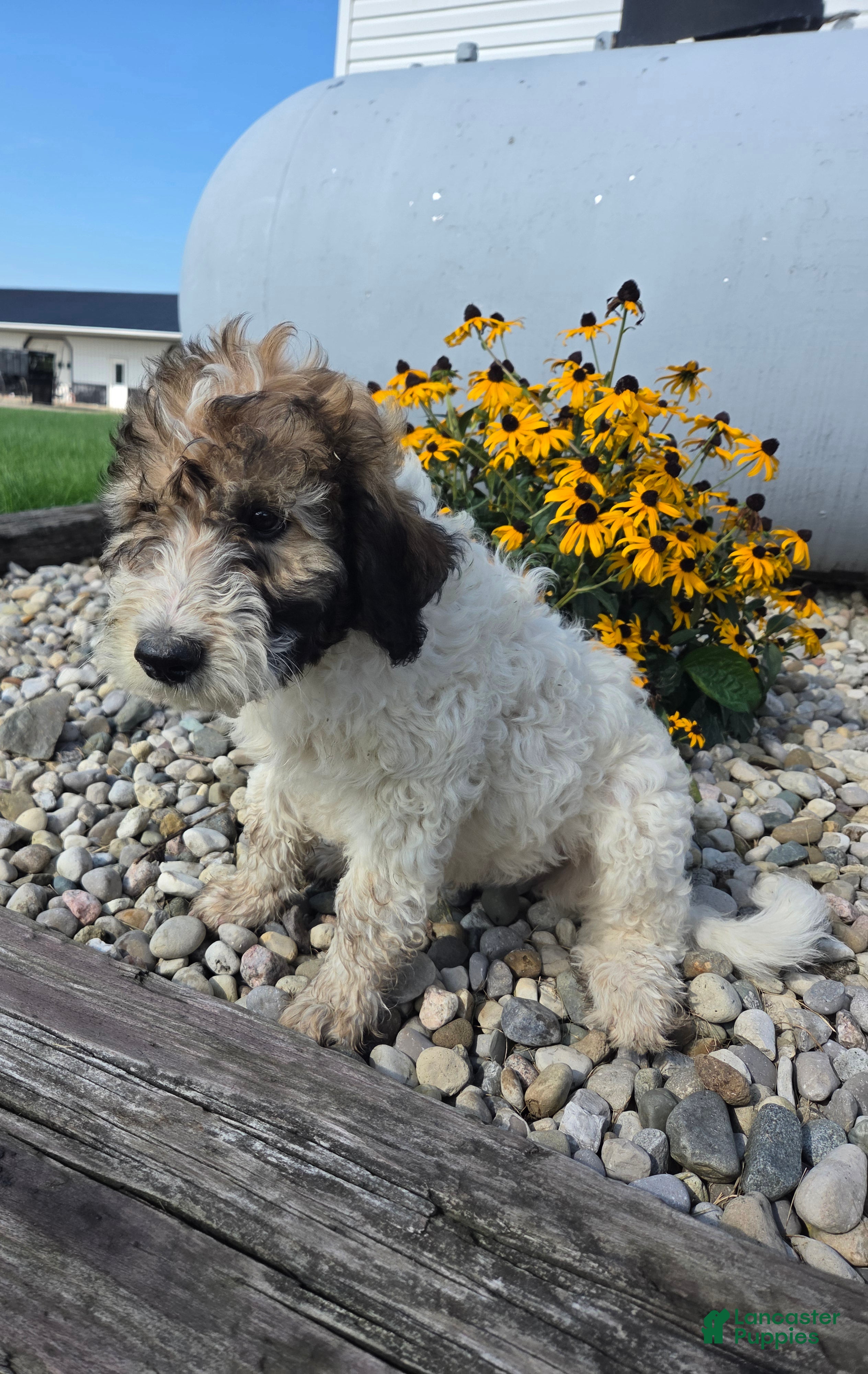 Mixed Breed dogs Conner - Ad 2