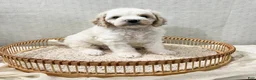 Cavapoo dogs for sale: Cavapoo 1 - Ad 8