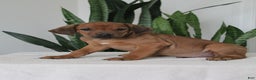 Rhodesian Ridgeback dogs for sale: Abe - Ad 1