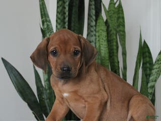 Rhodesian Ridgeback dogs Abe - Ad 6