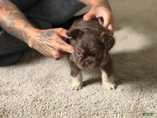 French Bulldog dogs RedSport - Ad 2