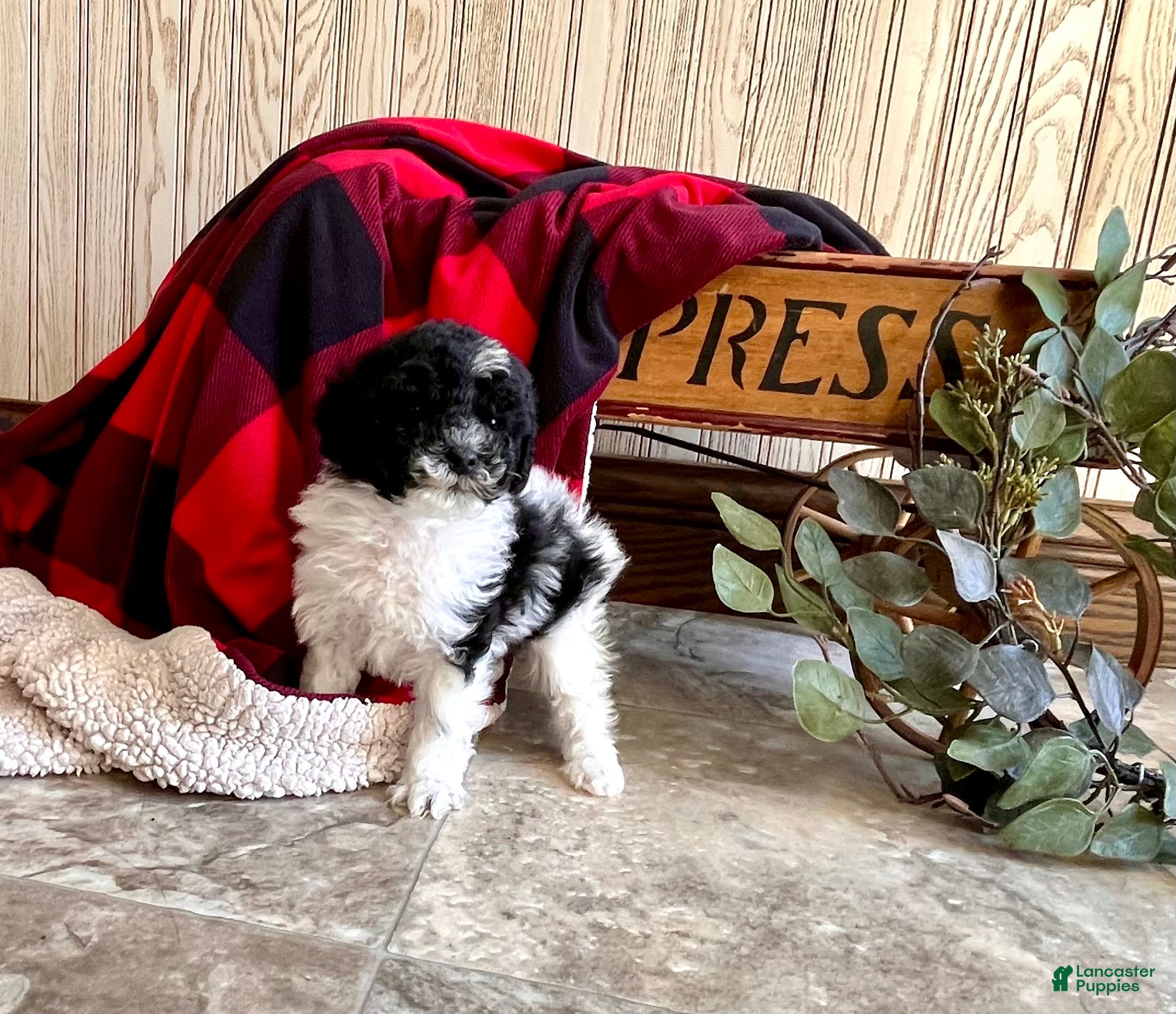 Miniature Poodle dogs Baby Miles🐾❤️AKC❤️Call 717-847-3183 - Ad 29