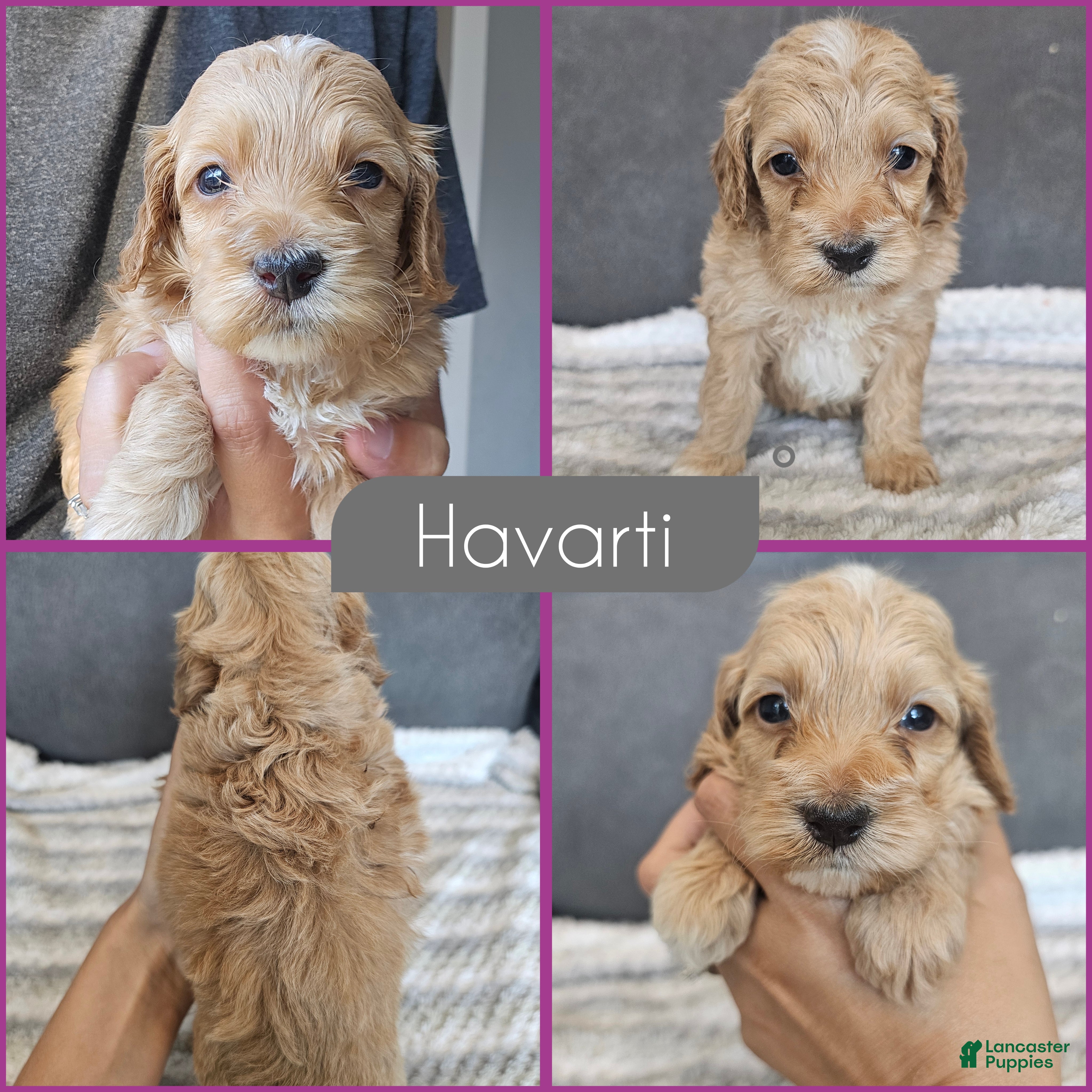 Cockapoo dogs Havarti - Ad 1