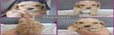 Havarti