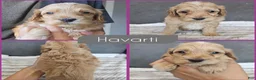Cockapoo dogs for sale: Havarti - Ad 1