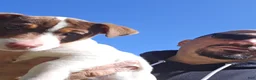 Jack Russell Terrier dogs for sale: Jack Russell Terrier Puppy 4 - Ad 10