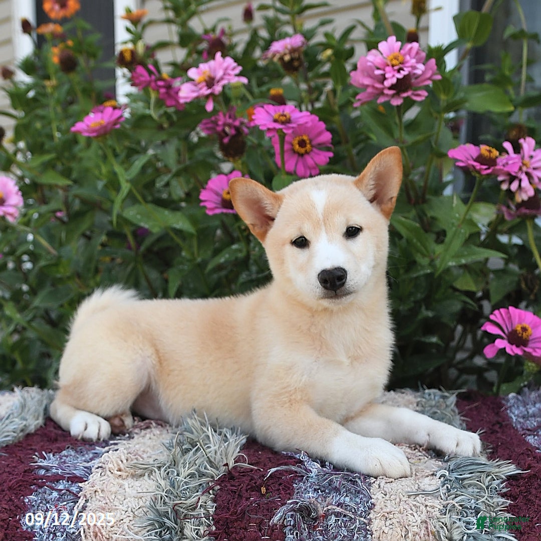 Shiba Inu dogs for sale: Shiba Inu 4 puppies - Ad 32