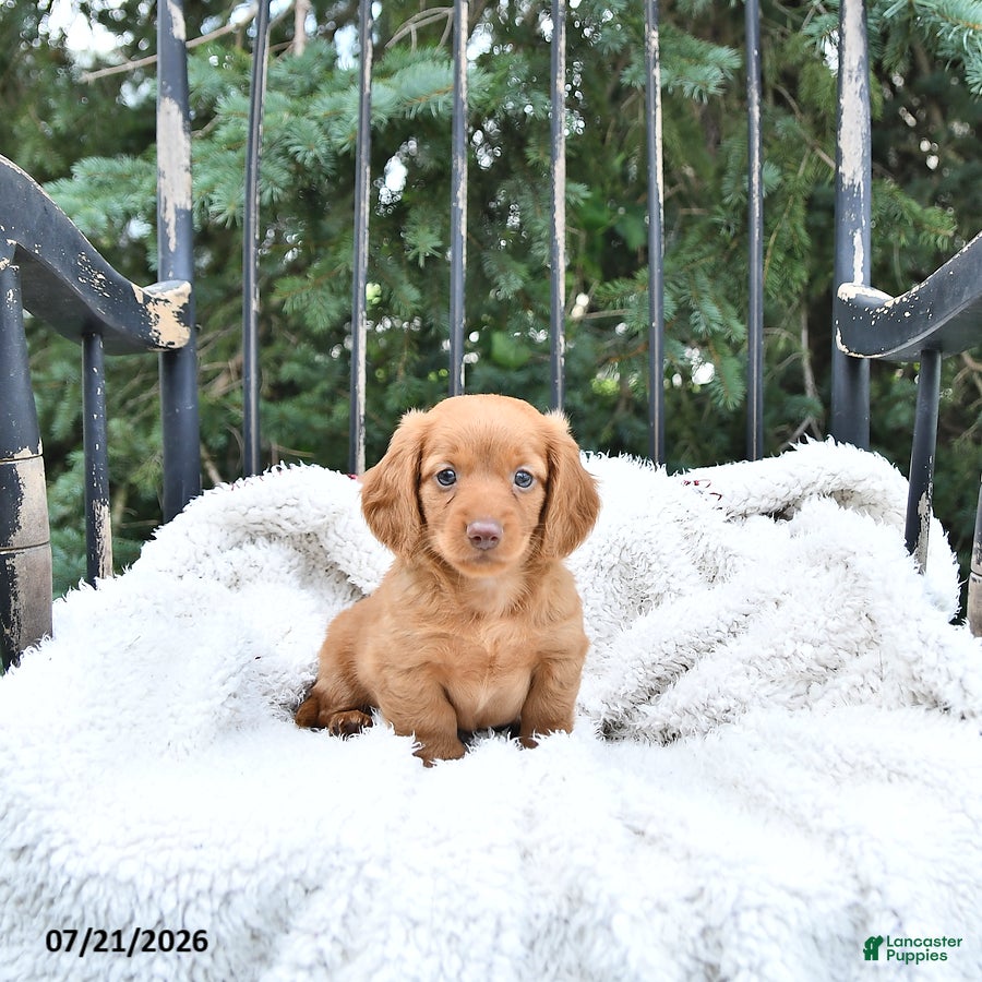 Miniature Dachshund dogs Kade - Ad 1