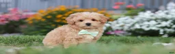 Maltipoo dogs for sale: Sailor - Ad 8