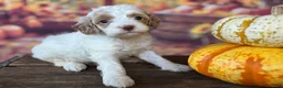 Cockapoo dogs for sale: Ruby - Ad 4