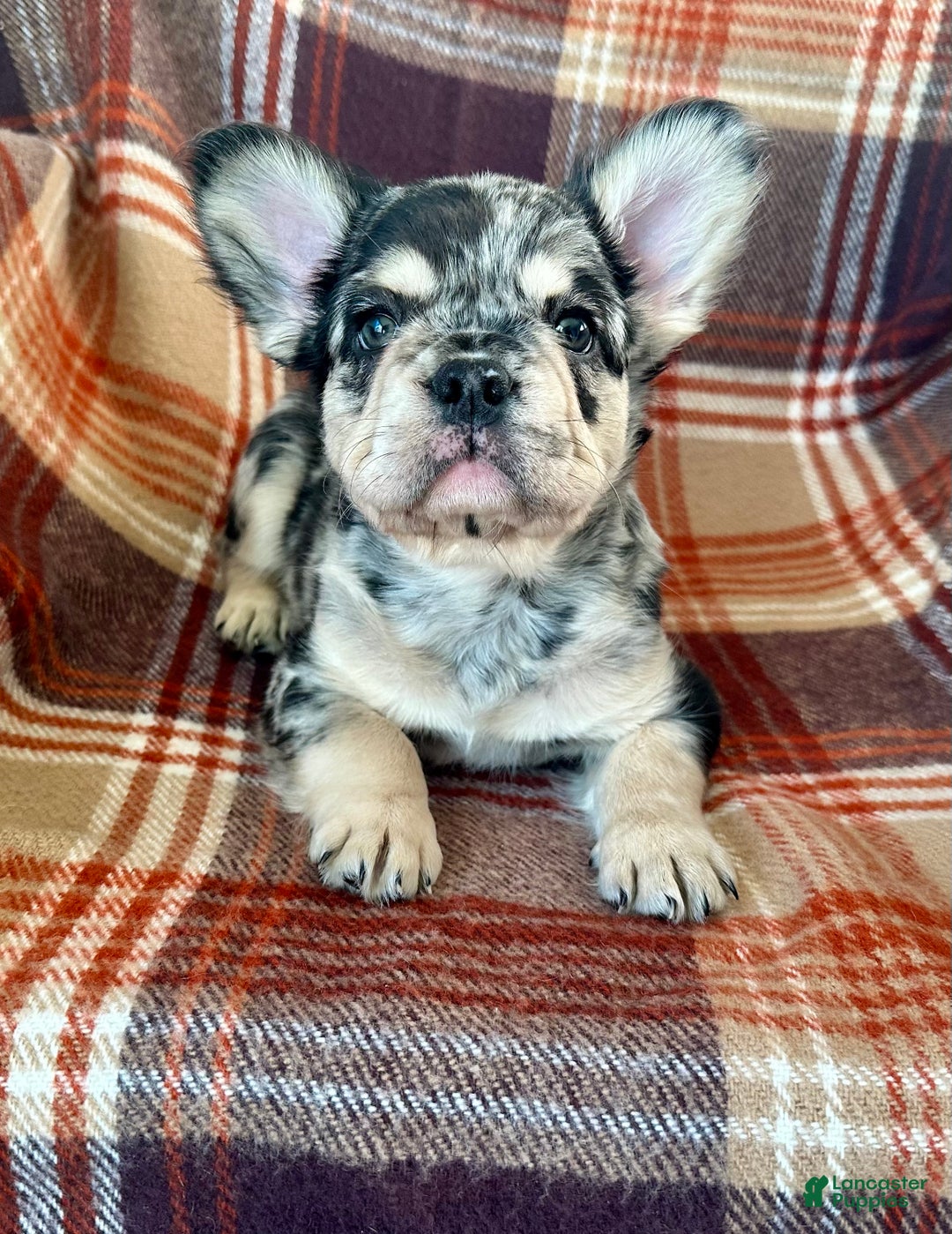 French Bulldog dogs for sale: Baxstin  - Ad 3