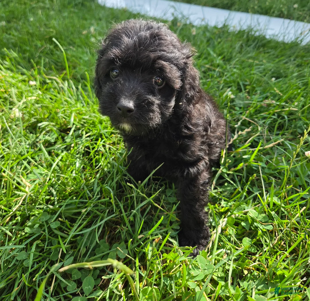 Cavapoo dogs for sale: Smokey - Ad 1