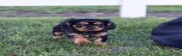 Cavalier King Charles Spaniel dogs for sale: Spanky - Ad 5