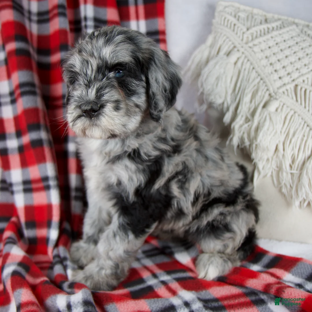 Schnoodle dogs for sale: Derrick - Ad 2