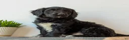 Mini Goldendoodle dogs for sale: Brandon  - Ad 3