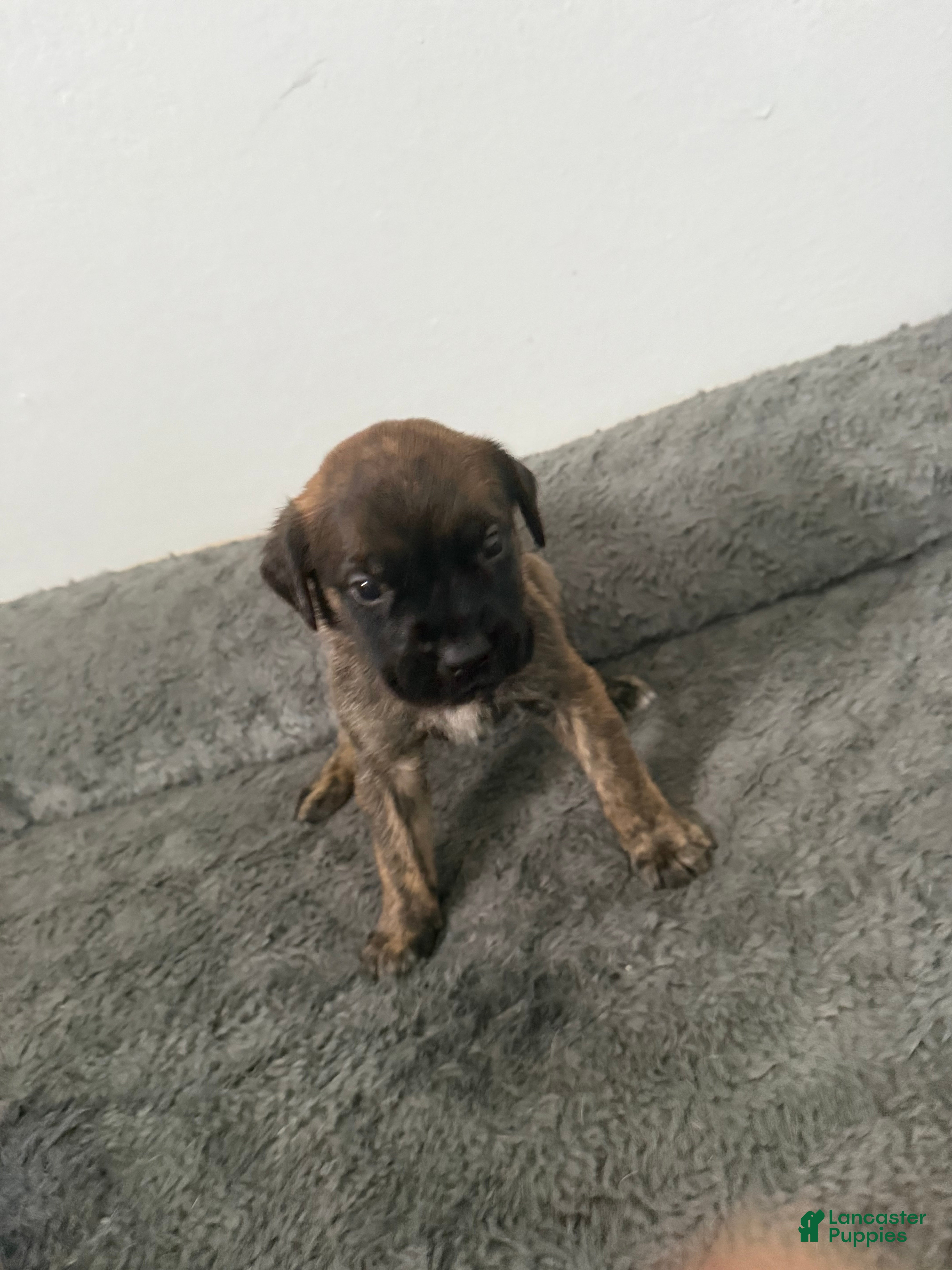 English Mastiff dogs English Mastiff Puppy 10 - Ad 35