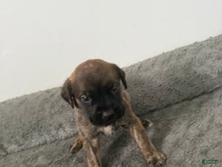 English Mastiff dogs English Mastiff Puppy 10 - Ad 35